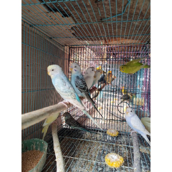 burung parkit warna cerah (satuan)