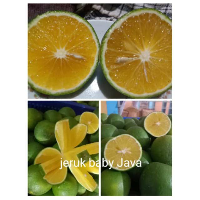 

BUAH SEGAR JERUK BABY JAVA / JERUK MPASI / JERUK PERAS FRESH MURAH MERIAH