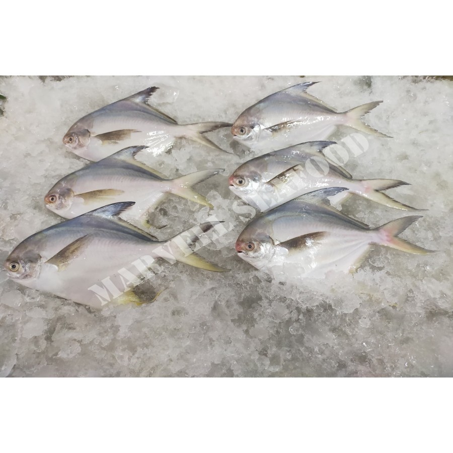 

IKAN BAWAL PUTIH FROZEN SIZE (150/200) GRAM PER KG ISI 6 EKOR
