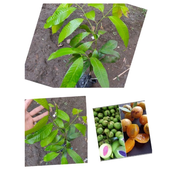 Bibit pohon buah gandaria - bibit buah gandaria
