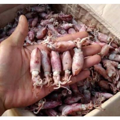 

Re.aaddy [SETg-2] Baby Cumi Asin Uk 3 - 5 cm (1 kg) ready stock