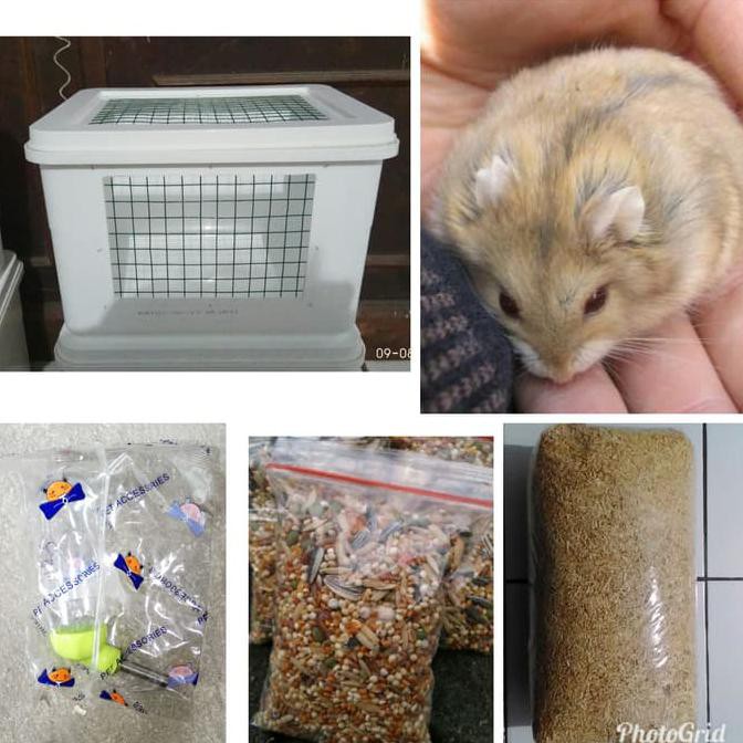 Kandang box hamster fullse plus hamster winter sepasangan send by ojol