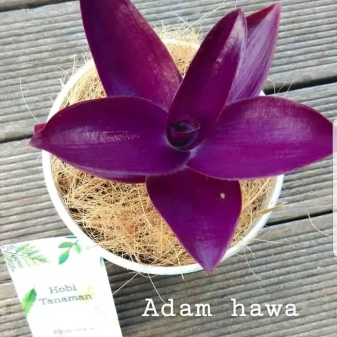 tanaman hias adam hawa ungu / pohon adam hawa ungu