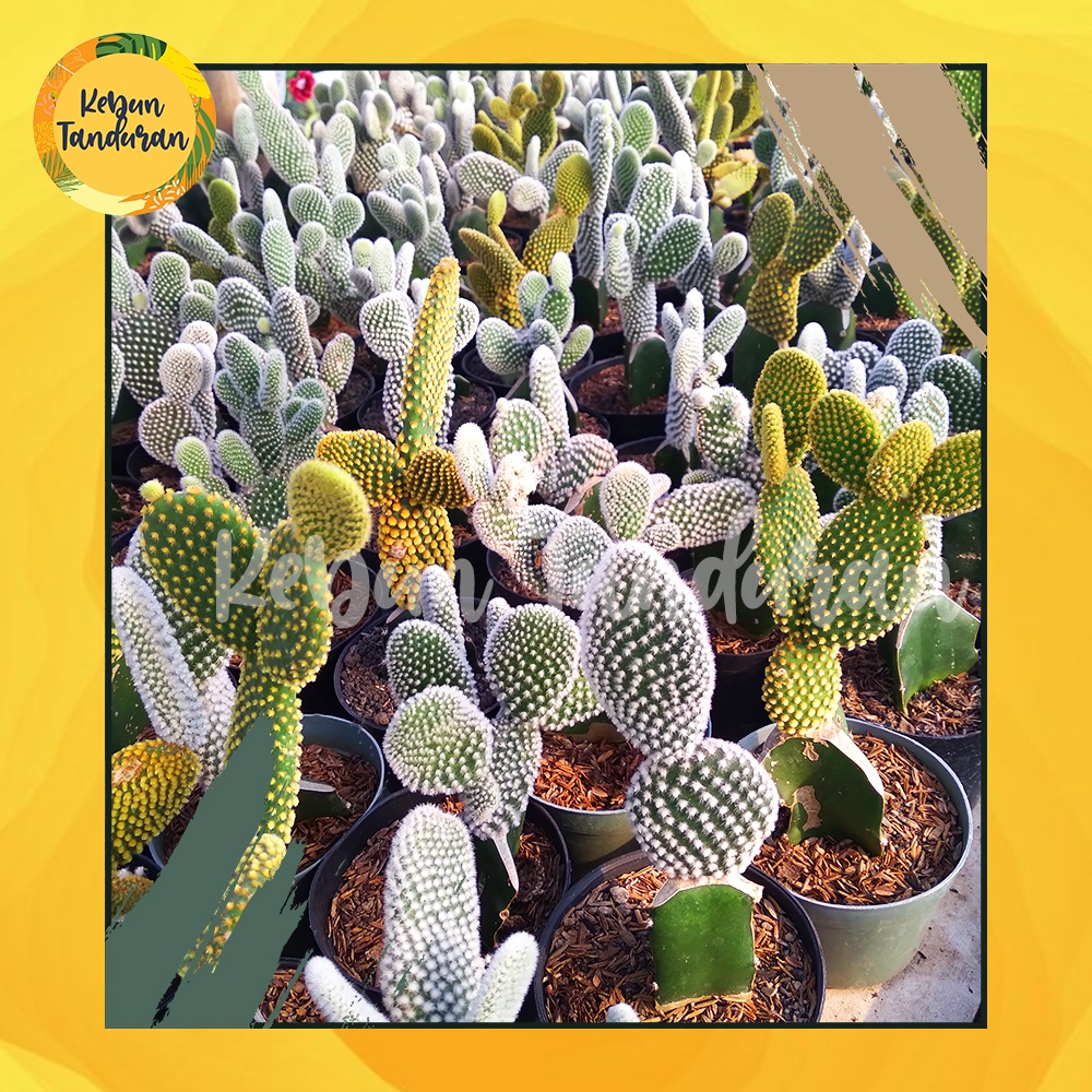 Kaktus Sukulen Mickey Mouse Ukuran Sedang - Kaktus Centong / Opuntia Microdasys