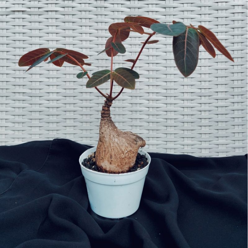 

Phyllanthus mirabilis