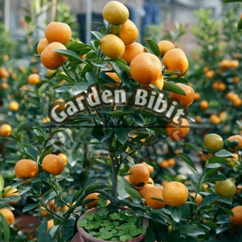 Bibit Tanaman Jeruk TongHeng Jepang (kulitnya bisa dimakan dan manis banget)