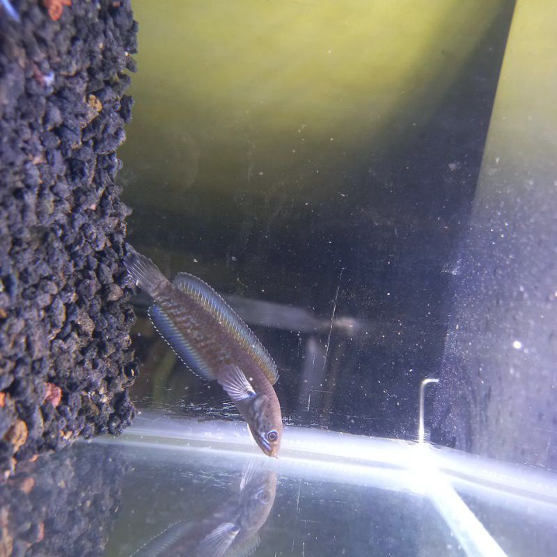 Channa Andrao 10 cm pelet premium blue