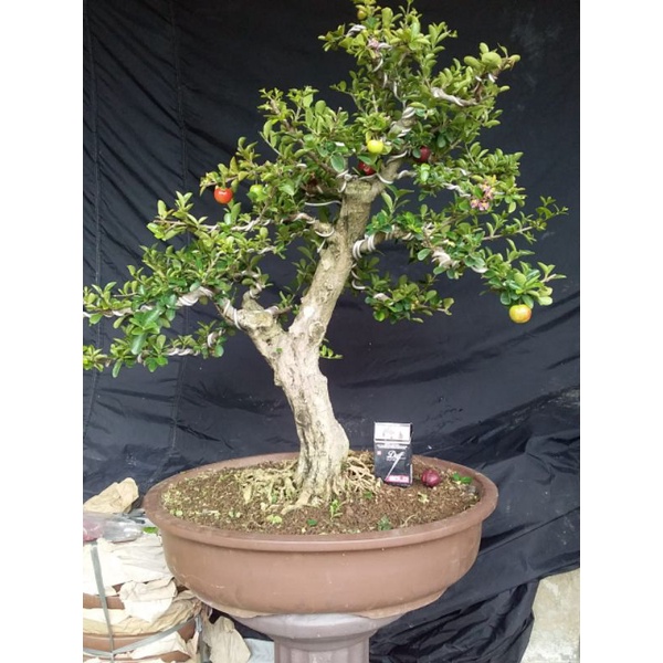 Bonsai sianci Barbados...ukuran xl..nonstop berbuah
