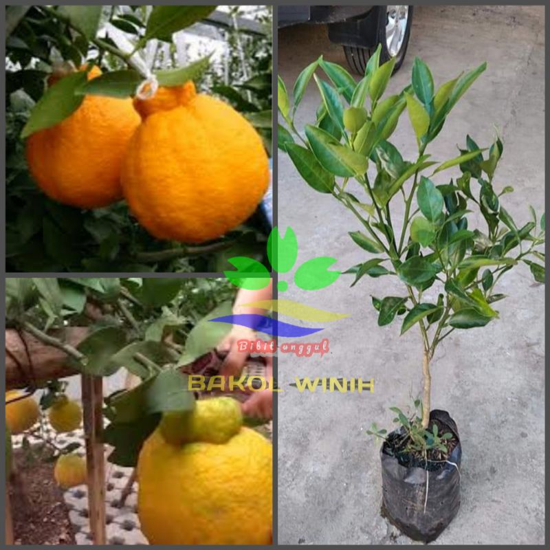 bibit jeruk dekopon okulasi