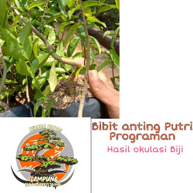 Bibit Anting Putri Program Batang