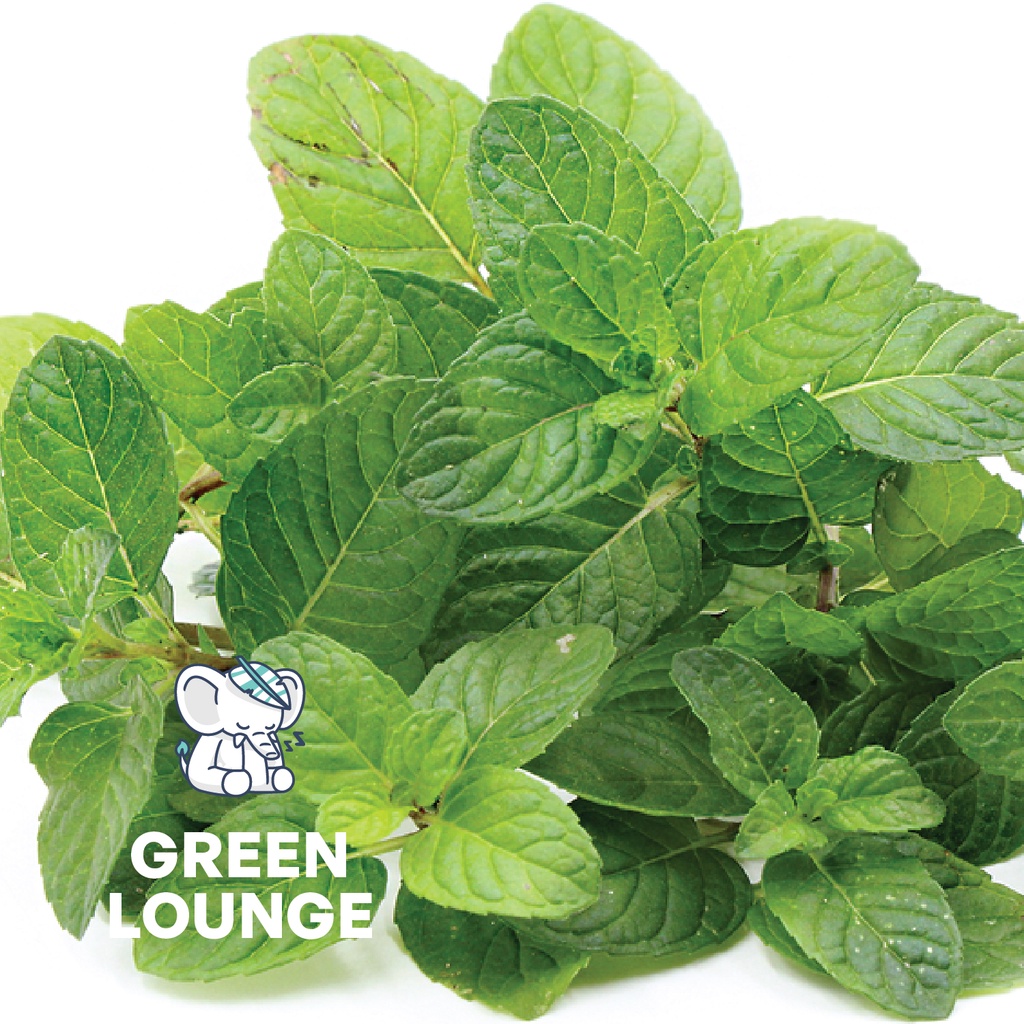 Sweet Mint Strong -  Bibit Tanaman Herb Rawatan Premium