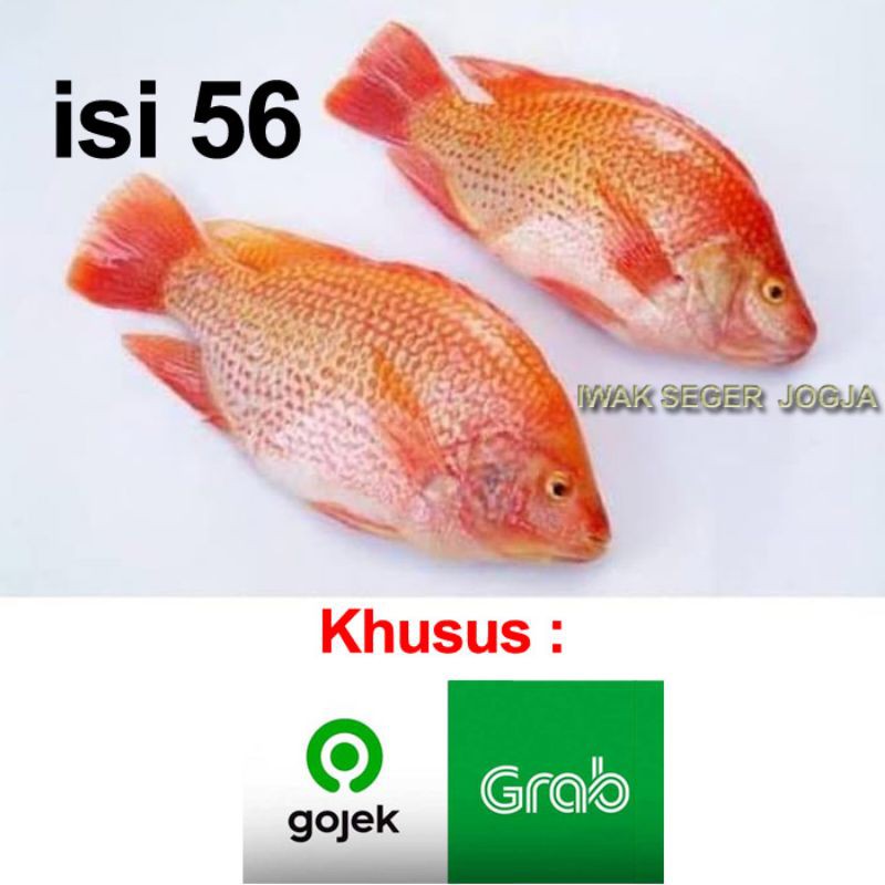 

Ikan NILA Segar isi 5-6 GOJEK GRAB Only