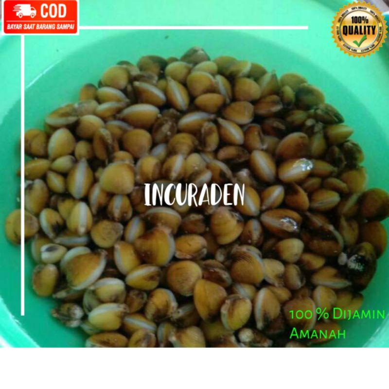 REMIS LAYA (CECE)ATOU KERANG AIR TAWAR 100GRAM