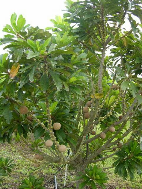 Bibit Mamey Sapote Magana Buah Jumbo Super Genjah