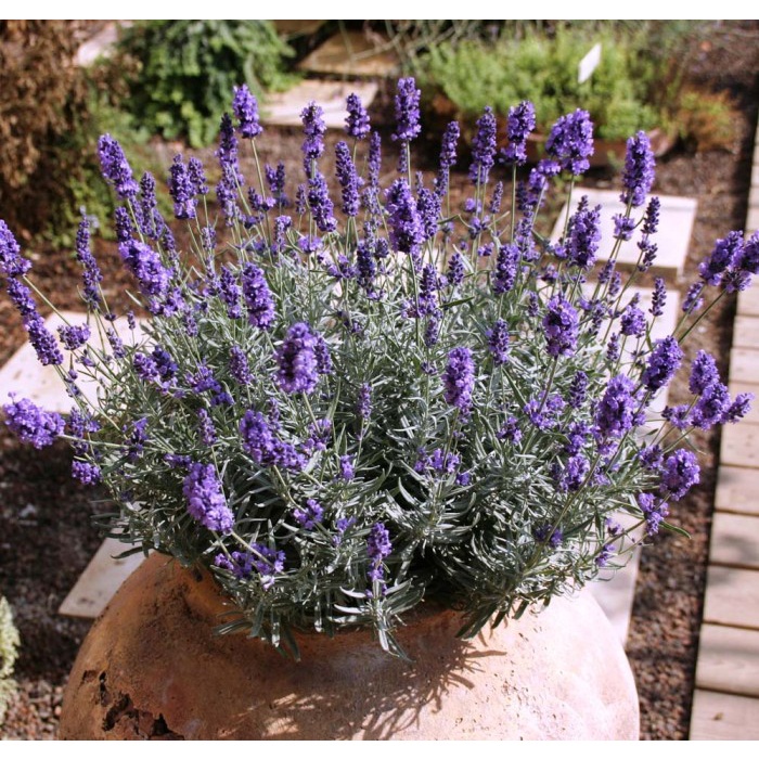 Benih-Bibit Bunga Lavender Hidcote Blue (Haira Seed)