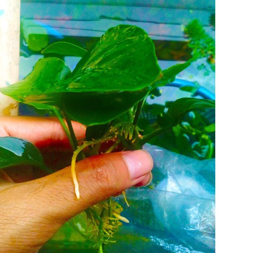 ➱ Anubias Broadleaf - Barteri Broad leaf - Tanaman Aquascape ♥