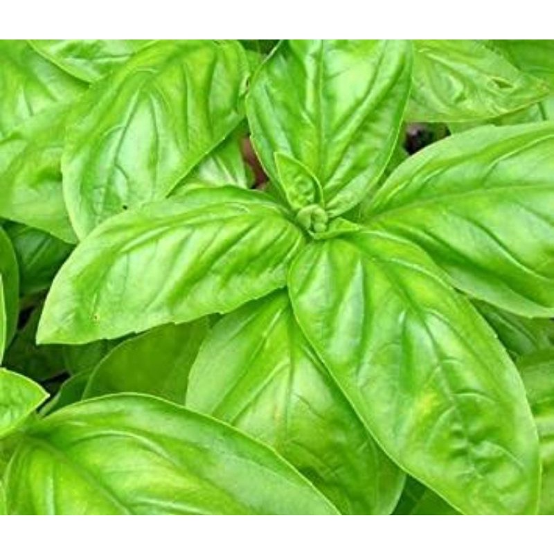 Benih Biji Daun Herbal Basil Italia Italian Large Leaf Basil