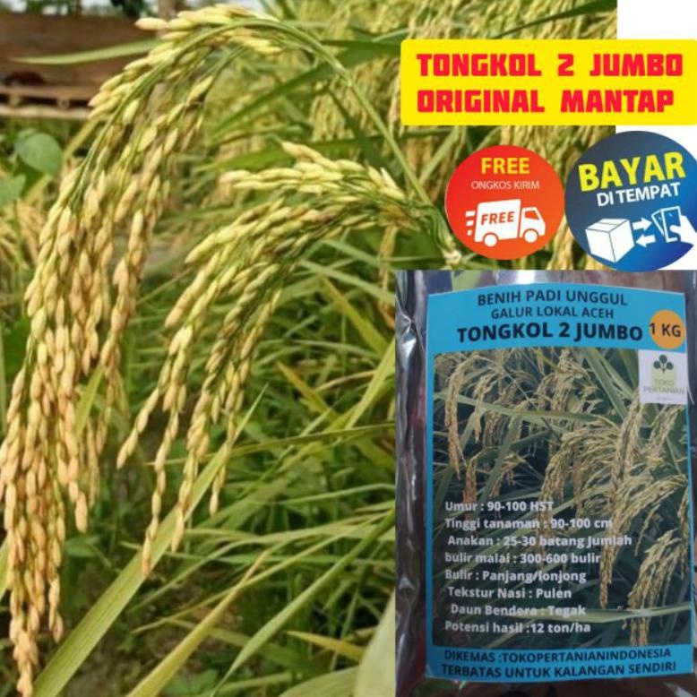 ↓Ready MBRF9 COD tongkol2 jumbo benih padi Galur lokal Aceh berkualitas. 68 ↓Terkini