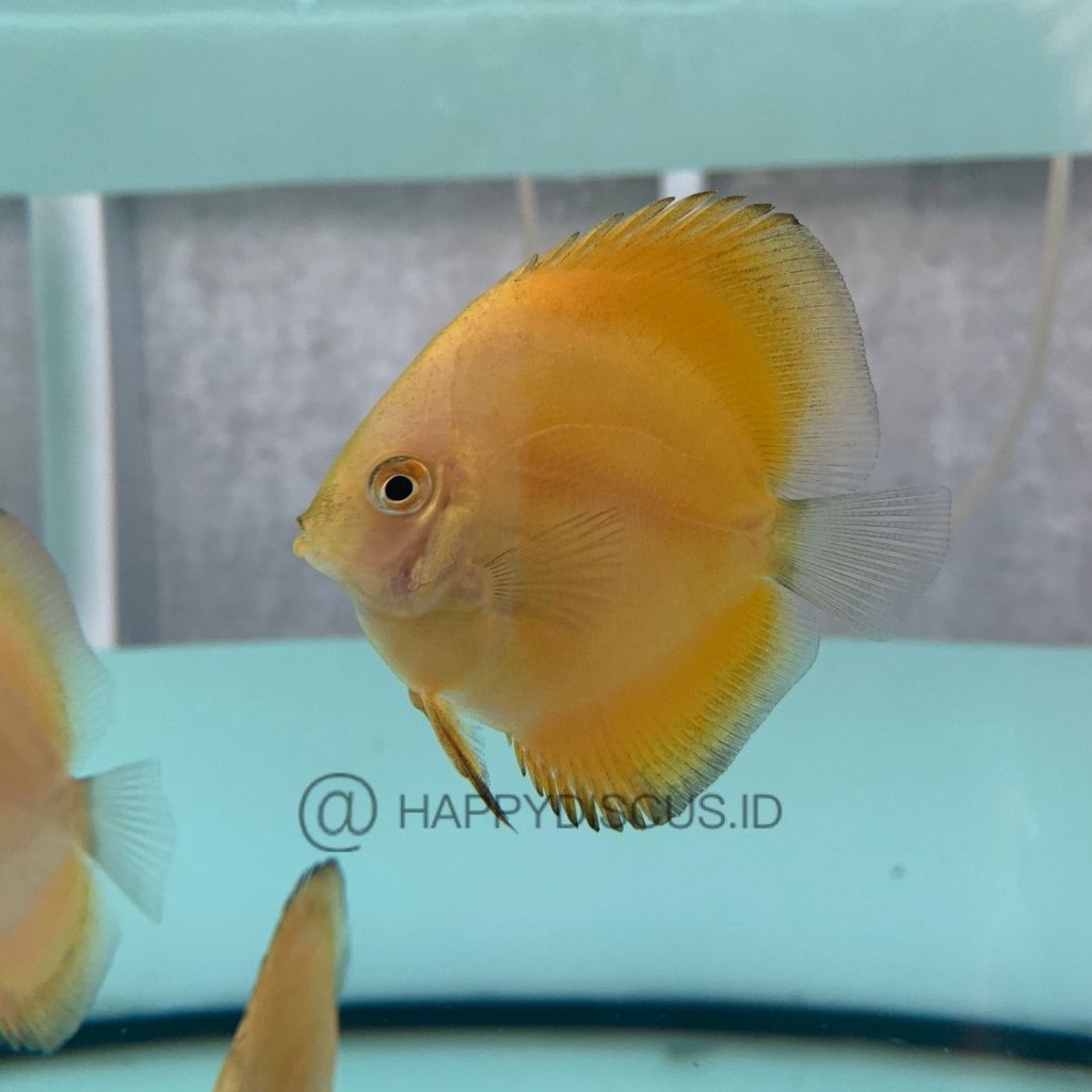 Ikan Discus GOLDEN