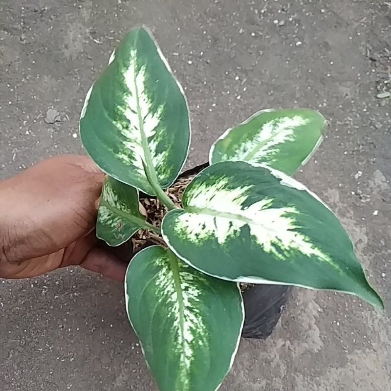 diven banfchia sparkle/diven lukisan cinta love remaja