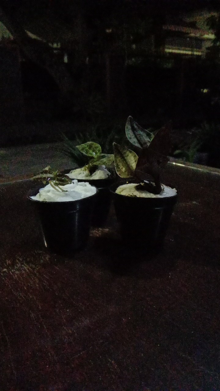 Jewel Orchid Nephelaphyllum Red Promo Bonus Pot