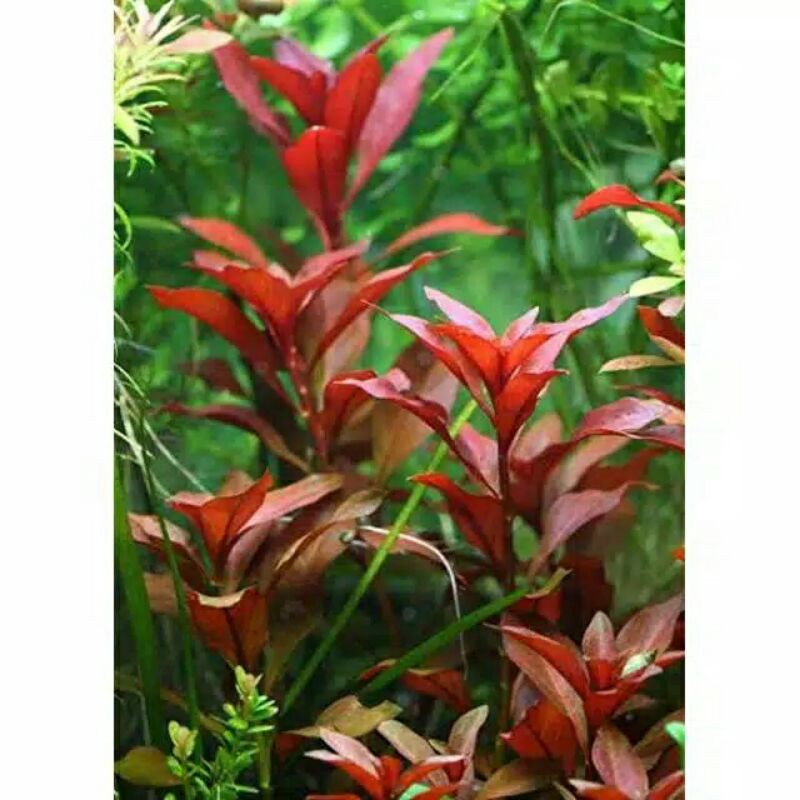 Ludwigia Red Rubin ( Tanaman Aquascape Tumbuhan Air Hiasan Aquarium Hidup )