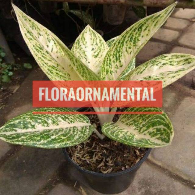 Aglonema Legacy Putih Bunga Aglonema Legacy Putih Tanaman Hias Aglonema Legacy Putih Shopee Indonesia