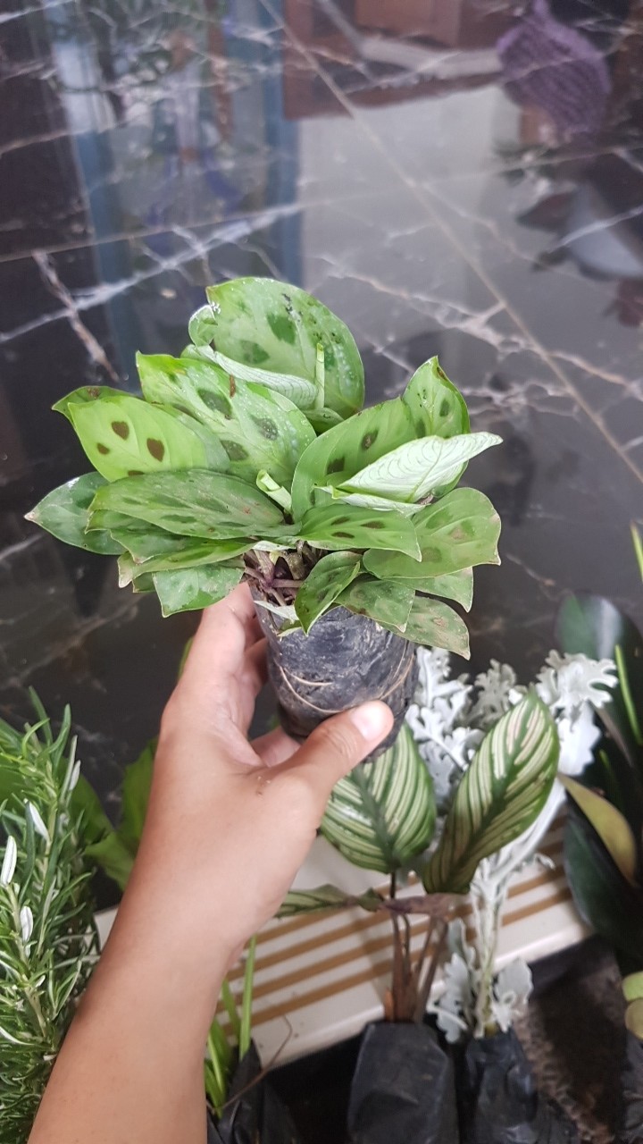Calathea Leuconeura Var Kerchoviana | Kalatea Levonero