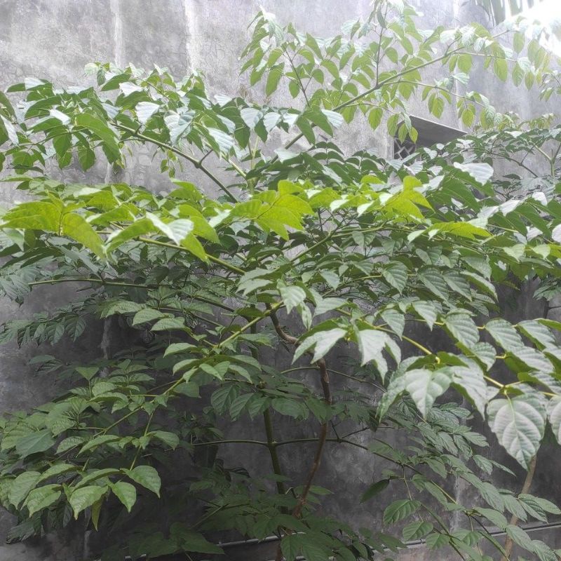 Daun Pohon Lanang untuk Ecoprint