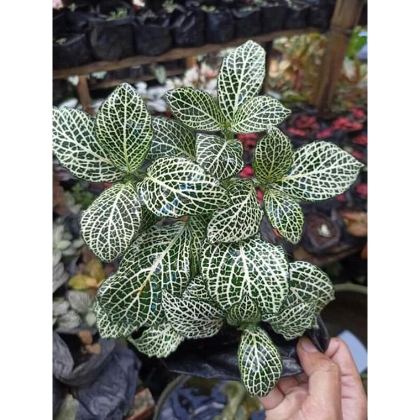 fittonia white brocade