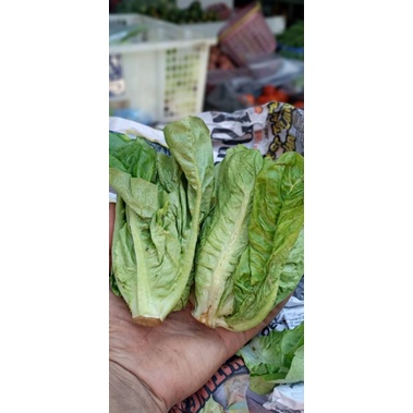 

SAYUR ROMEN // Selada Romaine // selada cos Fresh // selada lettuce 1KG