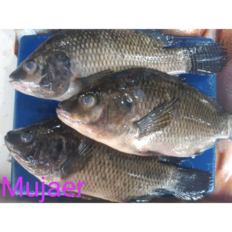

IKAN MUJAER/500GM,RAEDY YA SIAP DI ORDER