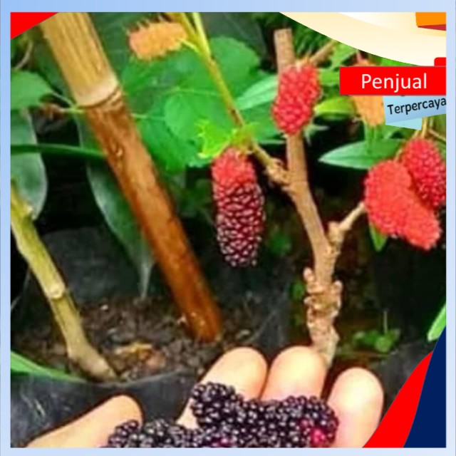 

/COD/ Cutting murbai mudah hidup paket 12 cutting ktn