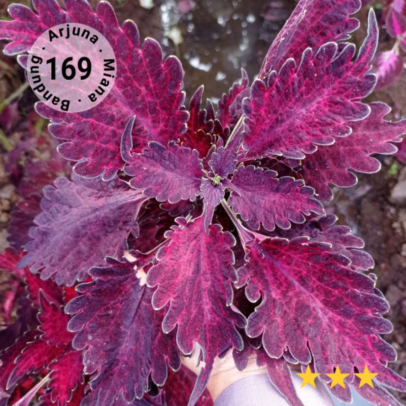 kode 169 Arjuna miana bandung