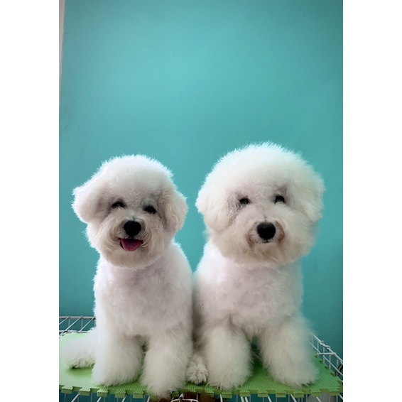 Bichon Frise