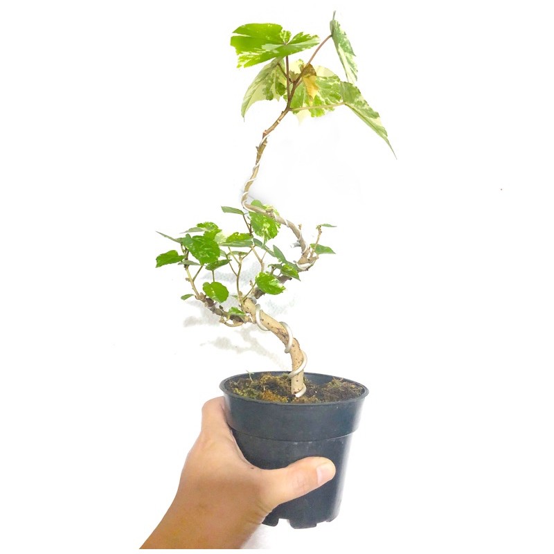 Bonsai Akar Waru Terbaru | Cahunit.com