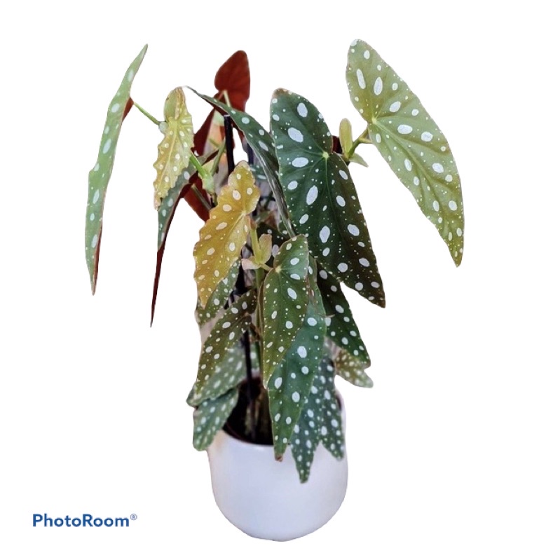 bisa cod spesial tanaman begonia polkadot begonia-tanaman hidup-bunga hidup-tanaman hias hidup-begon