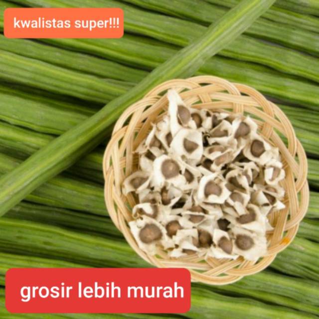 

Buah kelor kering kualitas super
