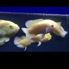 ikan Oscar albino Paris/ikan Oscar Albino tiger