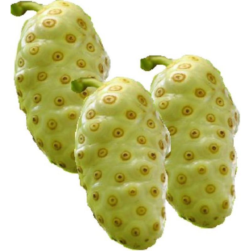 

Buah Mengkudu / Pace Segar (besar)