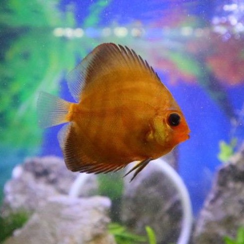 ikan discus sun merah 2 inch