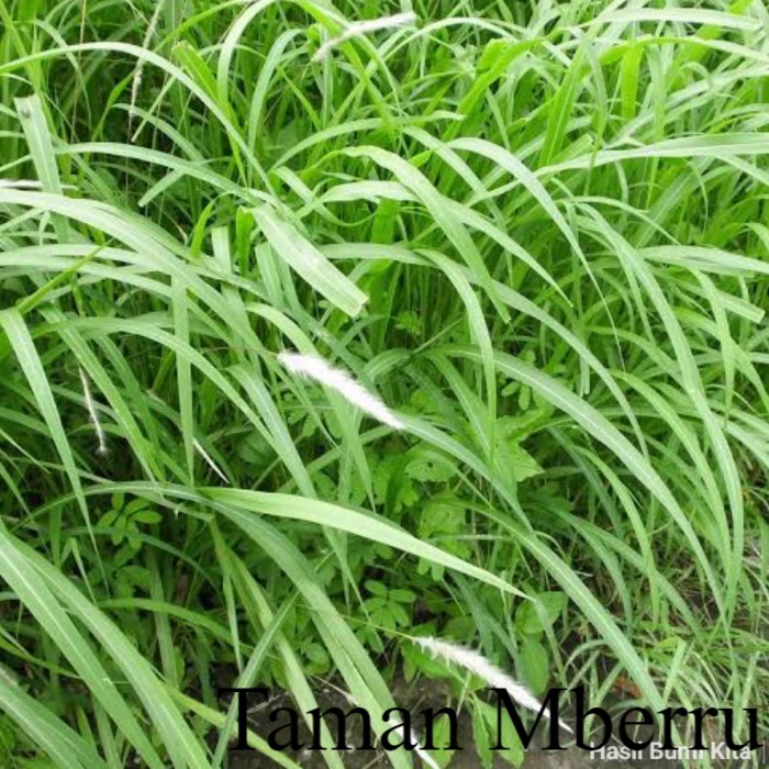 Tanaman Herbal Alang-alang ilalang Akar lalang Imperata cylindrica Bunga & Tanaman