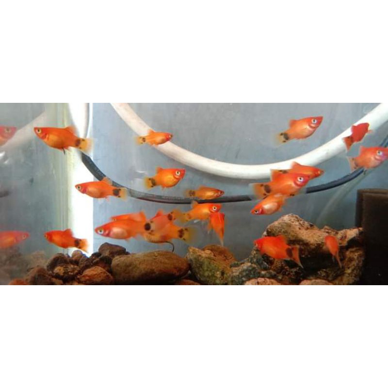 platy red mickey mouse