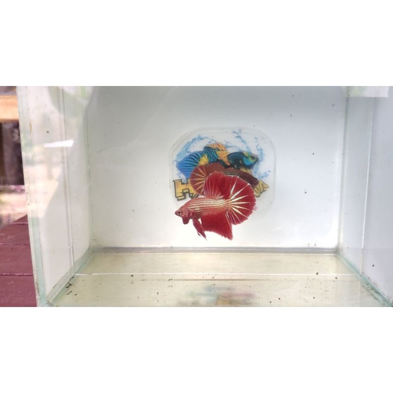 HMPK BESTER ORIGINAL