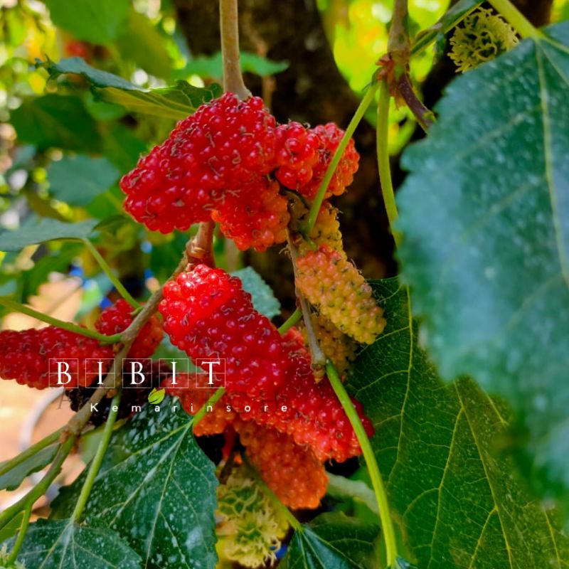 Murbei  ( Morus alba L)Bibit Mullbery Murbey Kondisi rimbun Berbuah