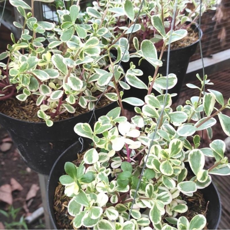 TANAMAN HIAS KROKOT VARIGATA TANAMAN HIAS GANTUNG/BIBIT TANAMAN HIAS GANTUNG