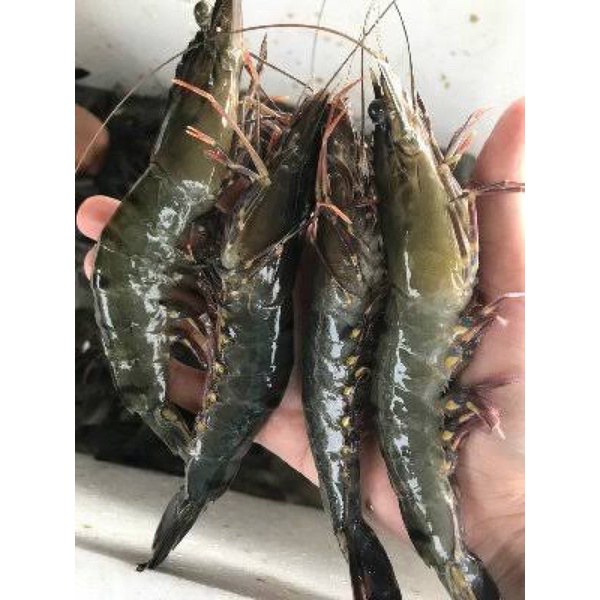 

udang Pancet Segar