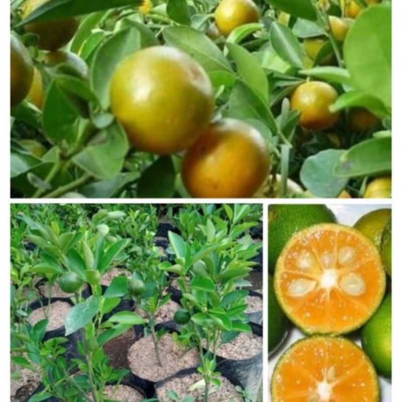 Bibit tanaman jeruk peras