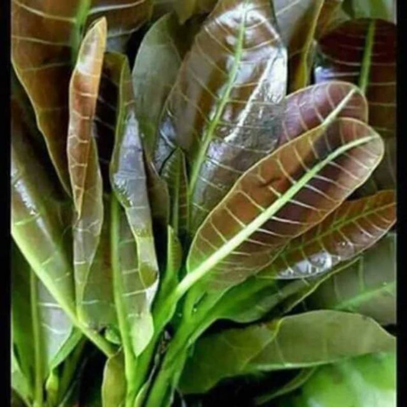 

Daun mede muda daun mete segar daun jambu monyet lalapan segar