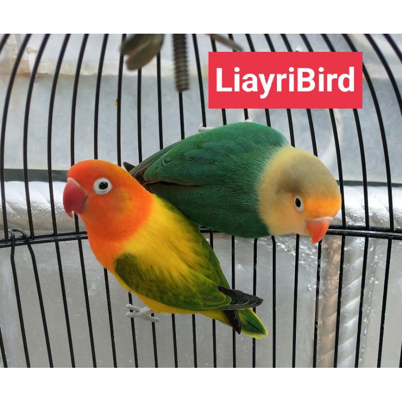 Burung Lovebird Indukan PB Fc/Biola x Biola Euwing Green/Pb